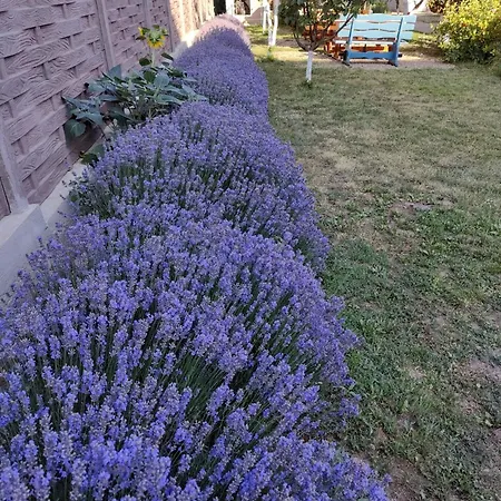 Tourist Paradis 3* コスティネシュティ