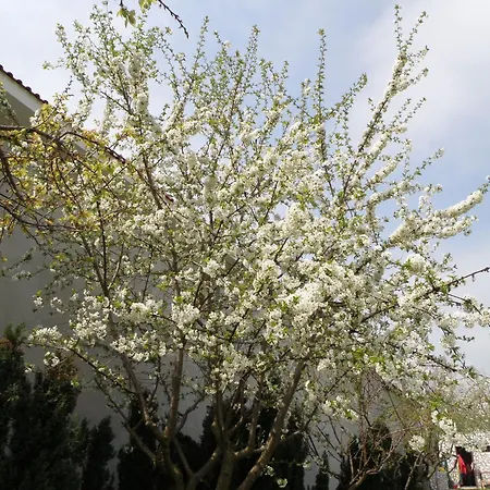 ゲストハウス Tourist Paradis コスティネシュティ